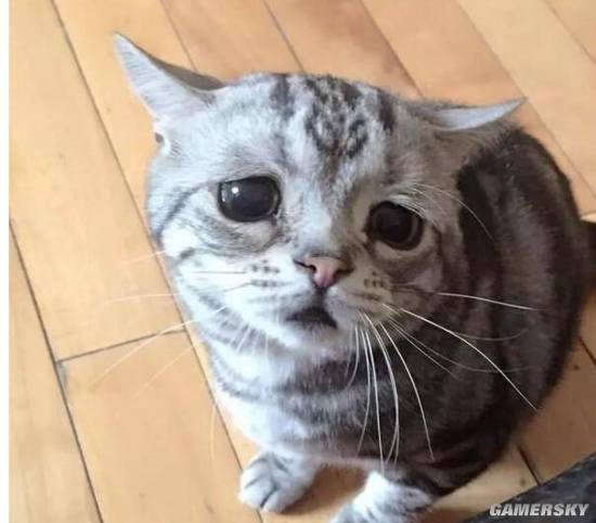 表情包的常客 全球各地十大网红喵星人